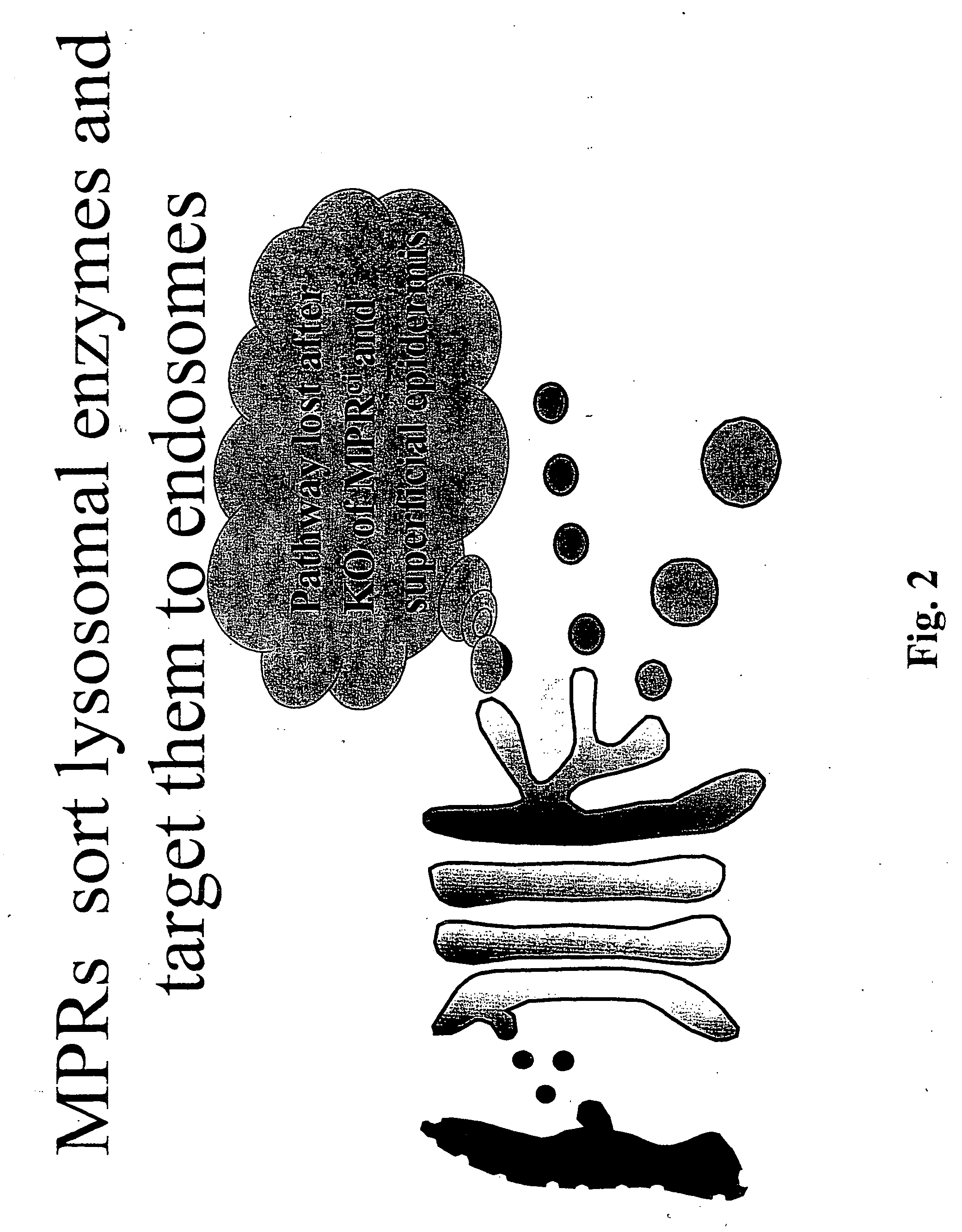 Genetically engineered cell lines and systems for propagating Varicella zoster virus and methods of use thereof