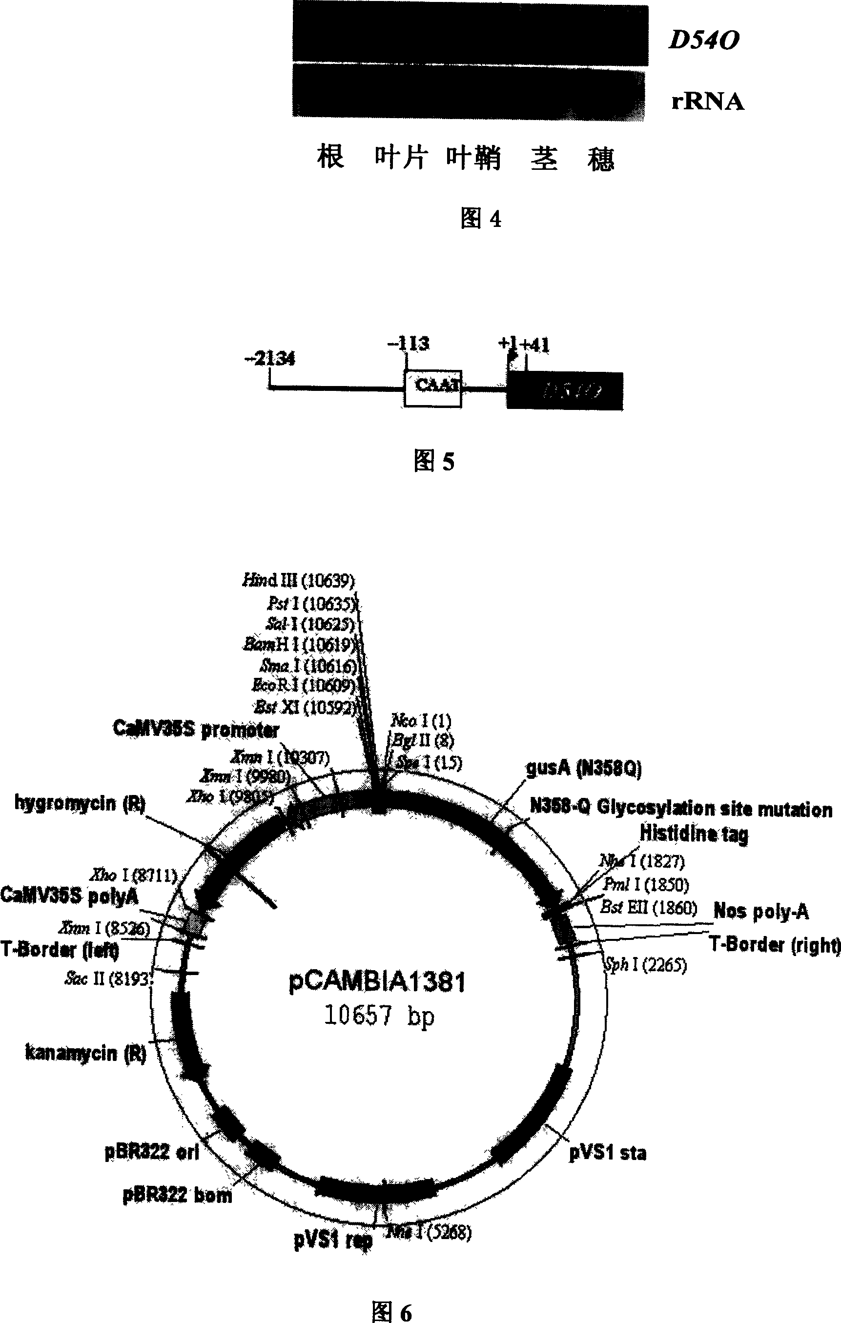 Tissue specificity expression promoter PD540 and application of the same in rice modification