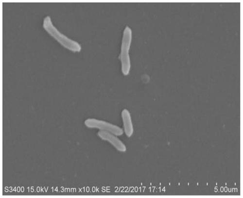 A novel Sphingosine strain and its application in the field of microcystin degradation and detoxification