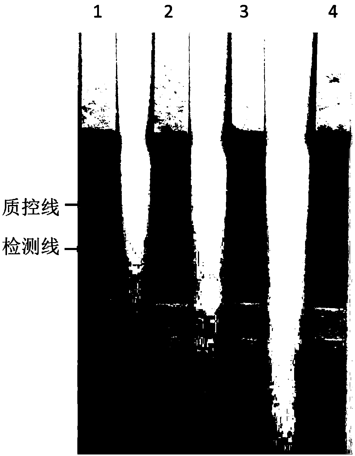 Babesia motasi detection kit