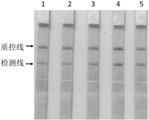 Babesia motasi detection kit