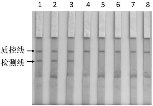 Babesia motasi detection kit