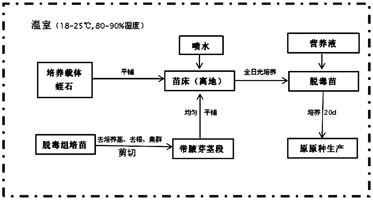 A method for rapid propagation of virus-free potato seedlings in an open factory