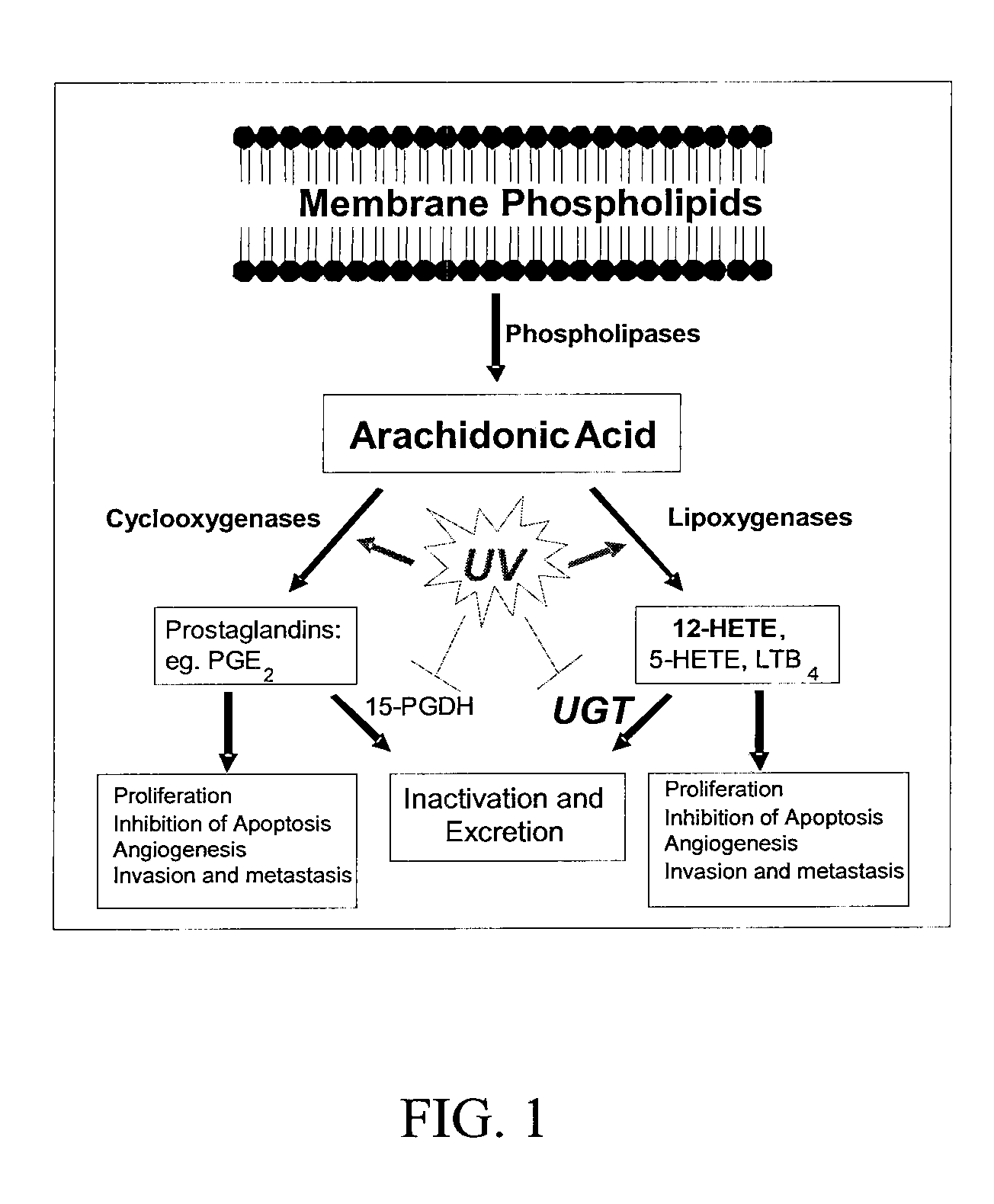 Method for inducing udp-glucuronosyltransferase activity using pterostilbene