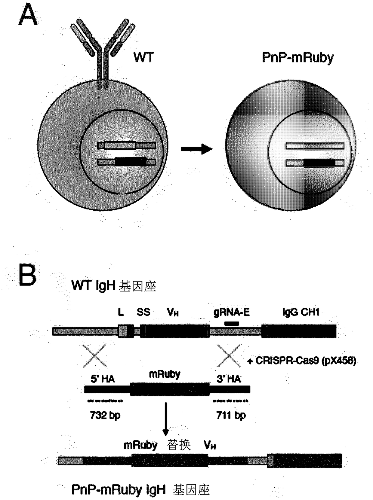 Mammalian cell line for protein production and library generation