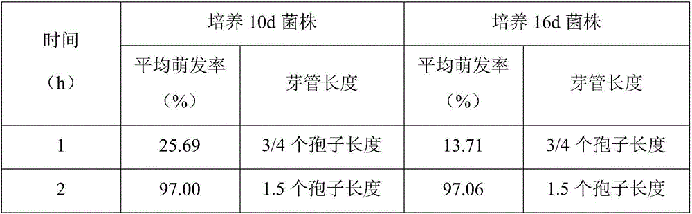 Method for promoting stable germination of Ophiostoma fimbriatum conidia and obtaining optimum observation effect