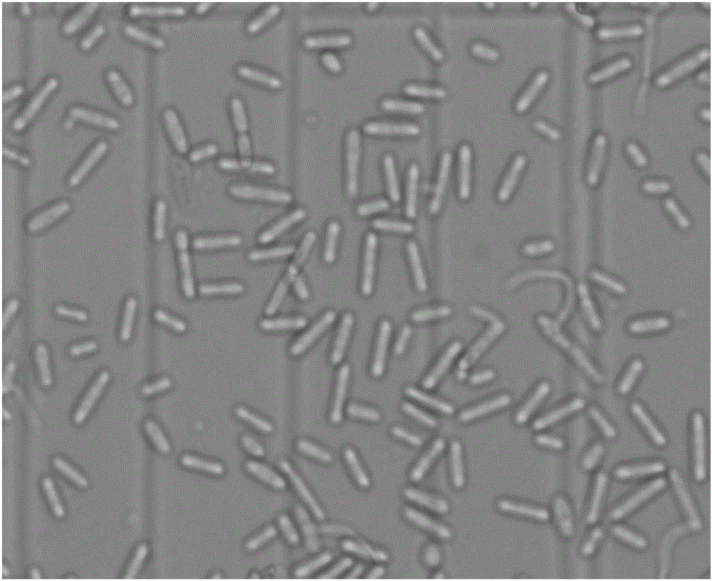 Method for promoting stable germination of Ophiostoma fimbriatum conidia and obtaining optimum observation effect