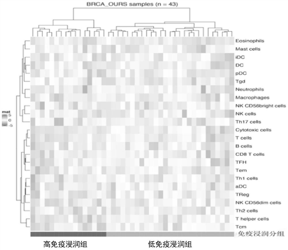 Breast cancer prognosis model construction method, breast cancer prognosis model application method and electronic equipment