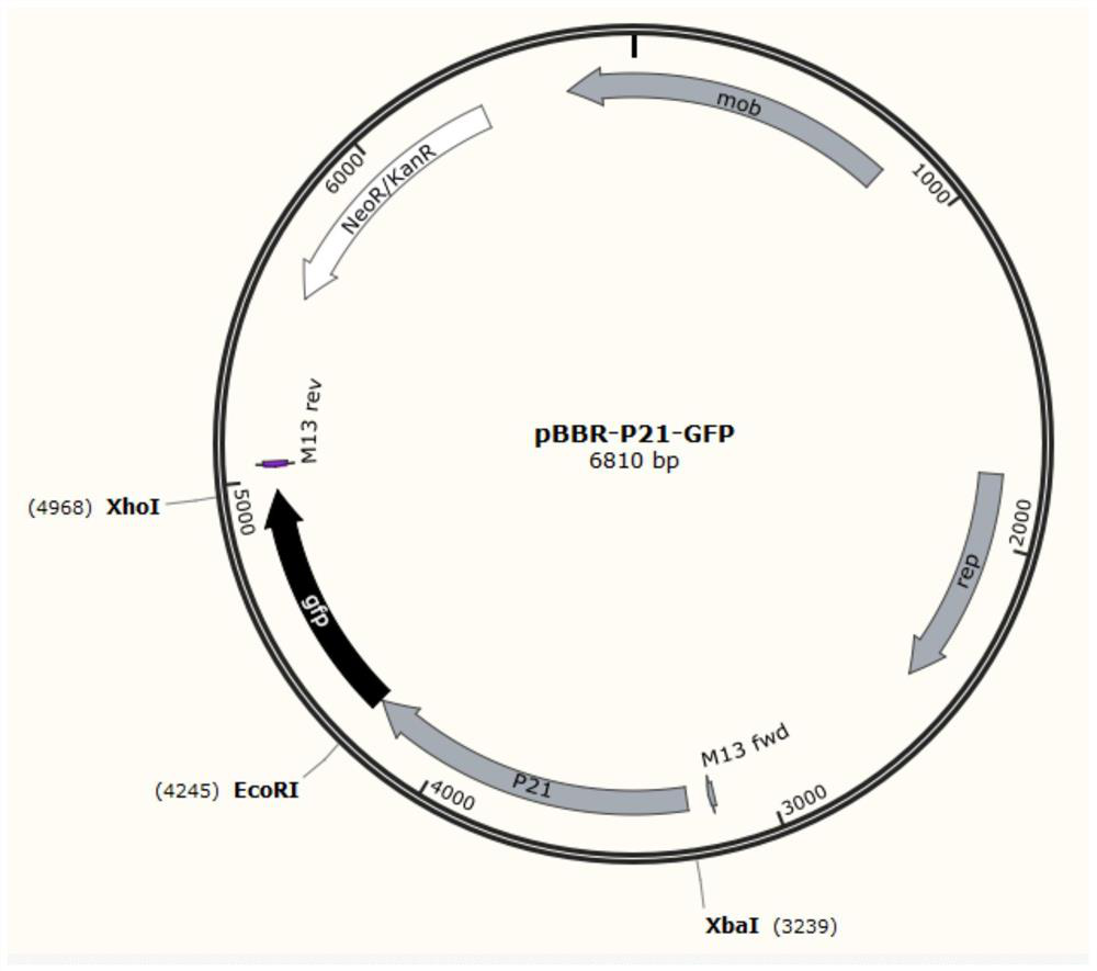 A kind of strong promoter and its plasmid carrier and application