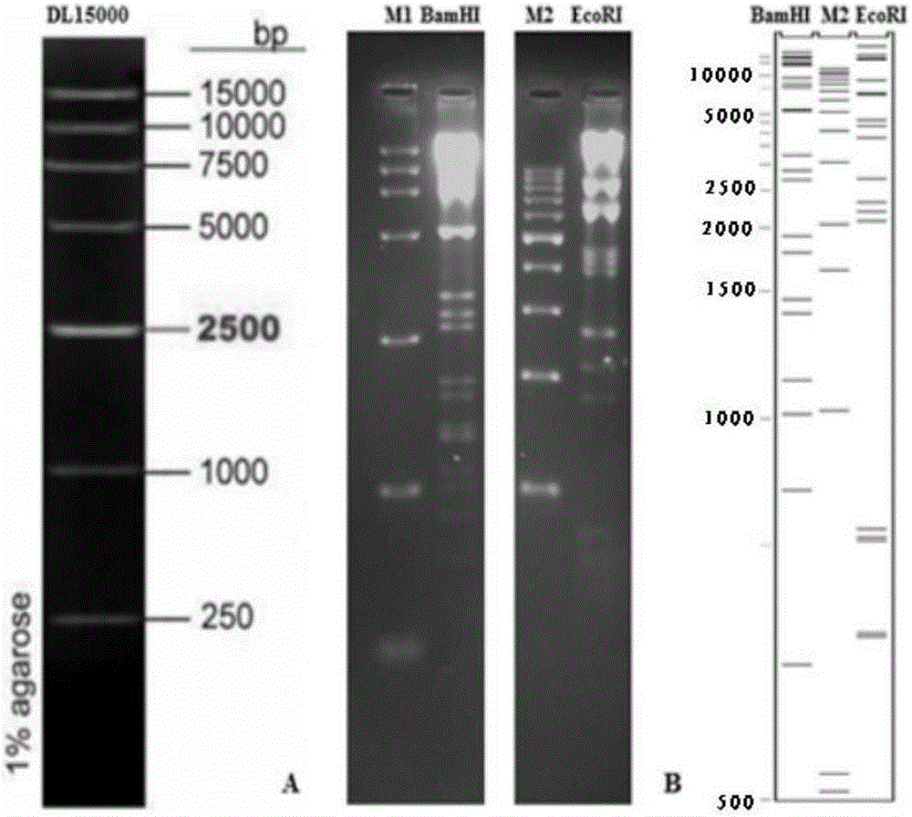Establishing method of bacterial artificial chromosome recombinant duck plague virus rescue system platform and application