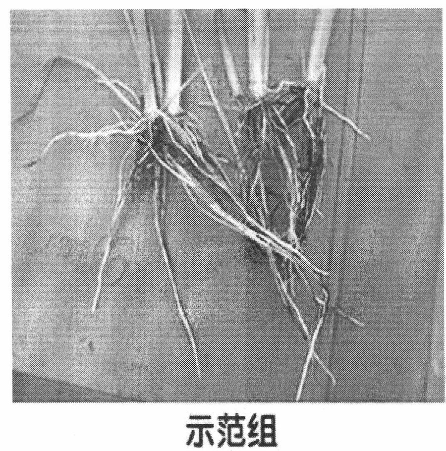 Microorganism fertilizer for promoting rice production, preparation method and application thereof