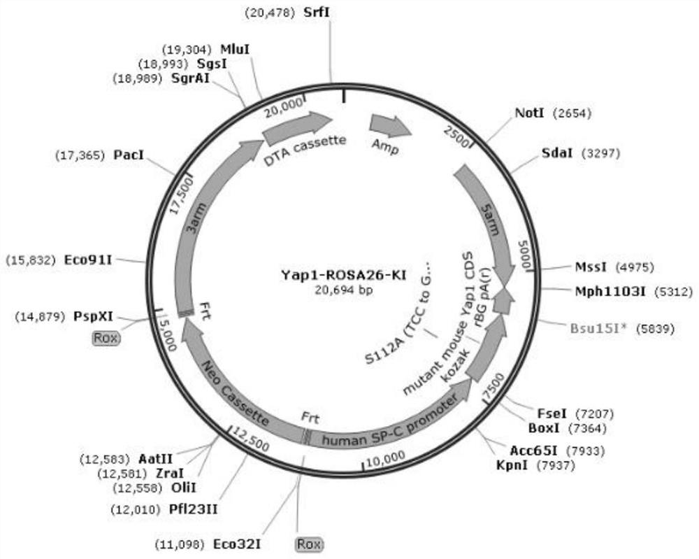 Construction method and application of conditional Yap1 gene knock-in mouse