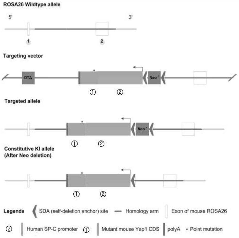 Construction method and application of conditional Yap1 gene knock-in mouse