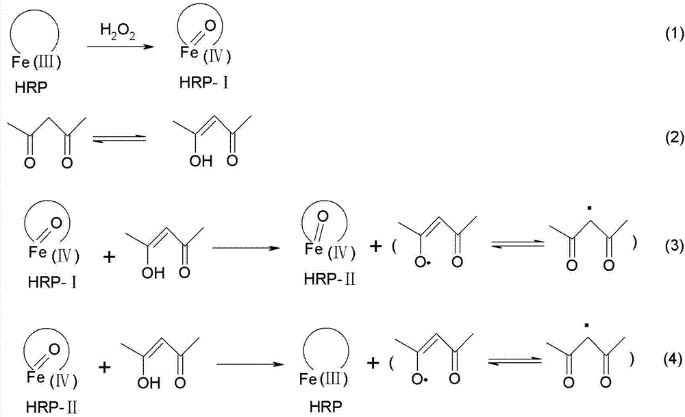 Method for producing modified starch size through bio-enzyme
