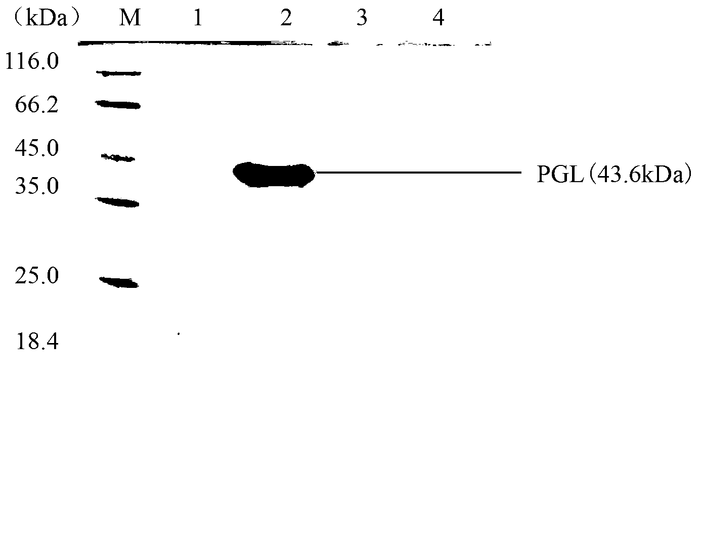 Optimized alkaline pectinase gene and application thereof