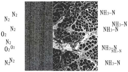 Fiber tube reinforced hollow fiber composite biofilm as well as preparation method and application thereof