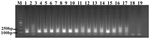 Primer group for detecting field pectobacterium carotovorum subsp and kit and method for extracting and detecting DNA of pectobacterium carotovorum subsp