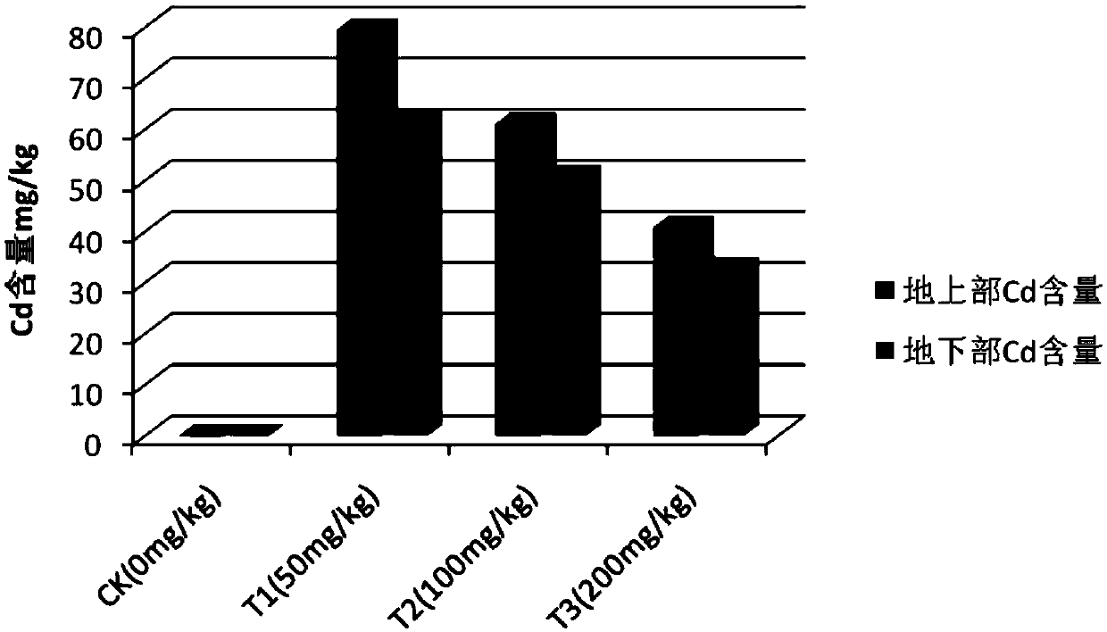 Method for plant restoration of heavy-metal-contaminated soil