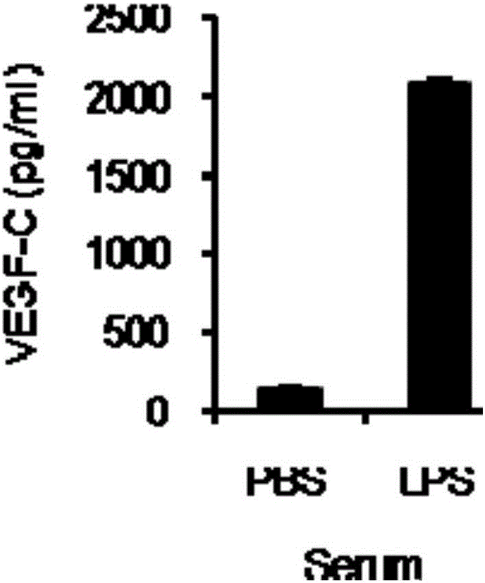 Application of vegf-c in the preparation of diagnostic reagents for sepsis and severe bacterial infection