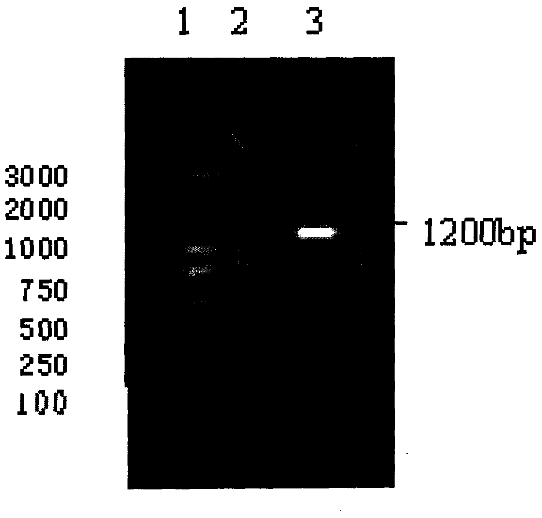 Recombinant food-grade lactobacillus containing catalase genes