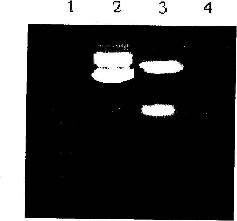 Recombinant food-grade lactobacillus containing catalase genes