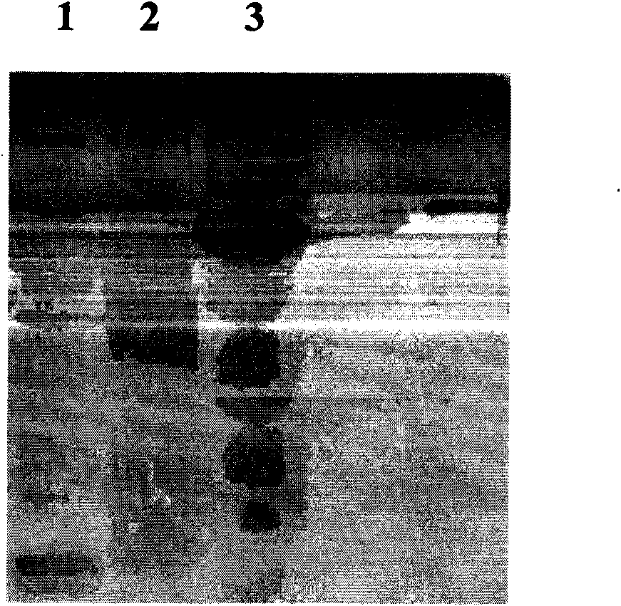 Recombinant food-grade lactobacillus containing catalase genes