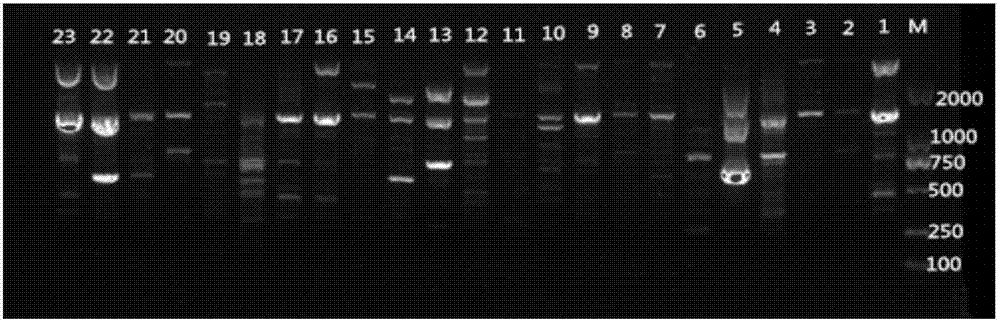 ISSR molecular marker method for genetic diversity analysis of hedyotis diffusa