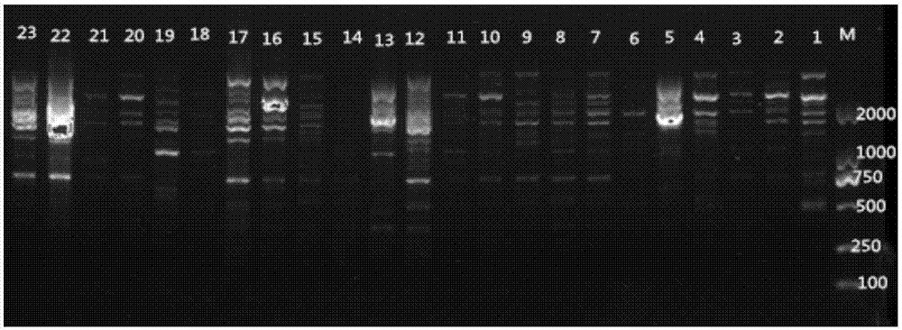 ISSR molecular marker method for genetic diversity analysis of hedyotis diffusa