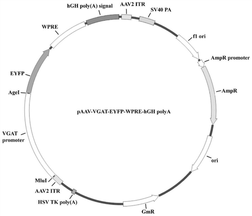 GABAergic neuron specific promoter and application thereof