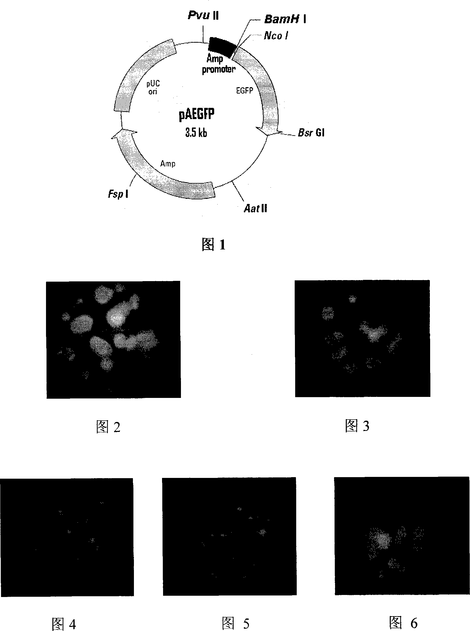 Construction method for broad spectrum bacterium host green fluorescence protein expression carrier