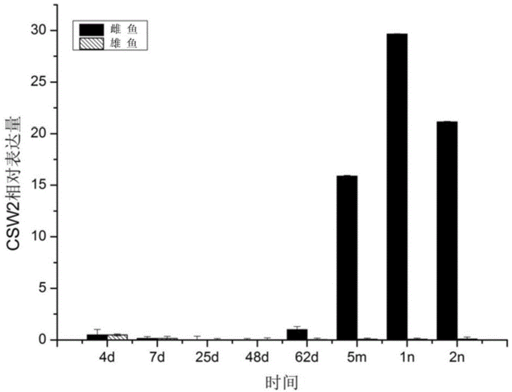 Female cynoglossus semilaevis specific expression gene CSW2 and applications thereof