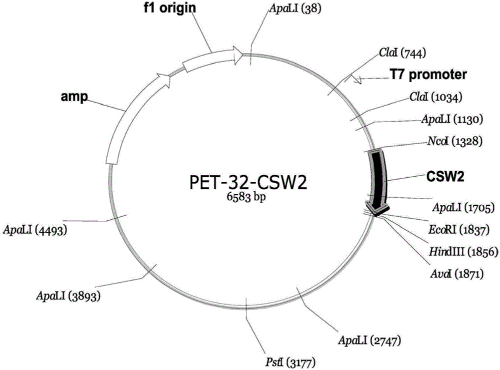 Female cynoglossus semilaevis specific expression gene CSW2 and applications thereof