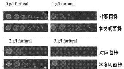 Furfural-resistant zymomonas mobilis and preparation method and application thereof