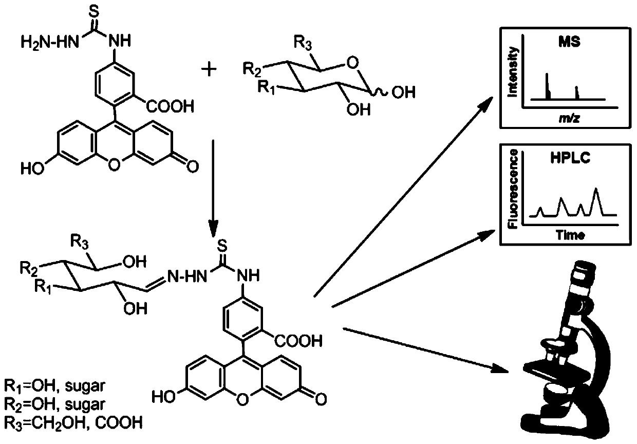 One-step fluorescence derivation method of reducing sugar and application thereof