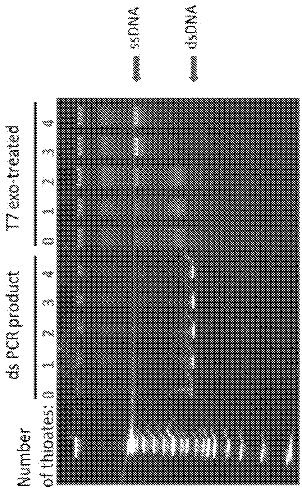 Methods for the production of libraries for directed evolution