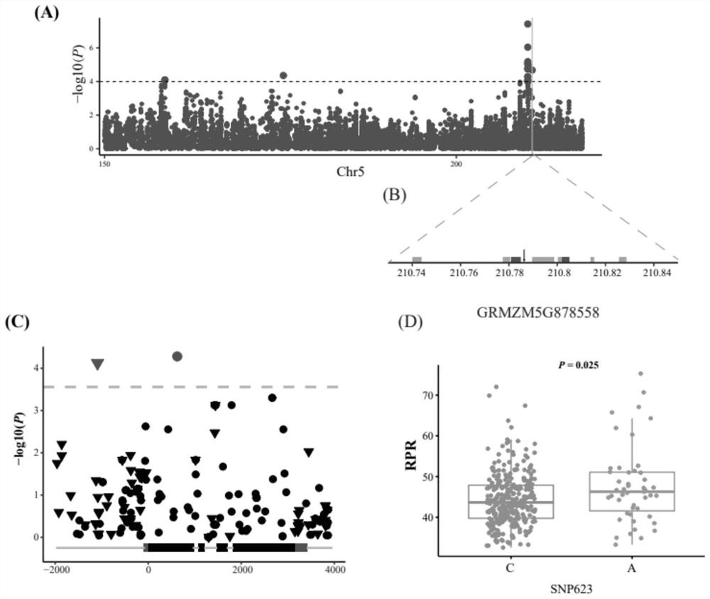 Gene ZmNR2 for regulating and controlling corn stalk puncture strength and application of molecular marker of gene ZmNR2