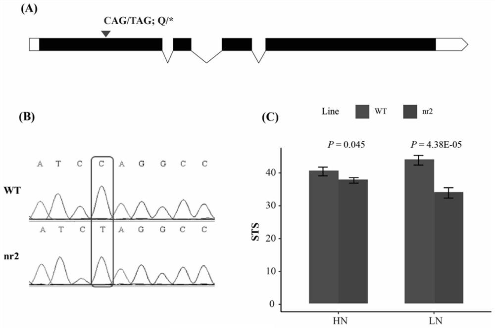 Gene ZmNR2 for regulating and controlling corn stalk puncture strength and application of molecular marker of gene ZmNR2