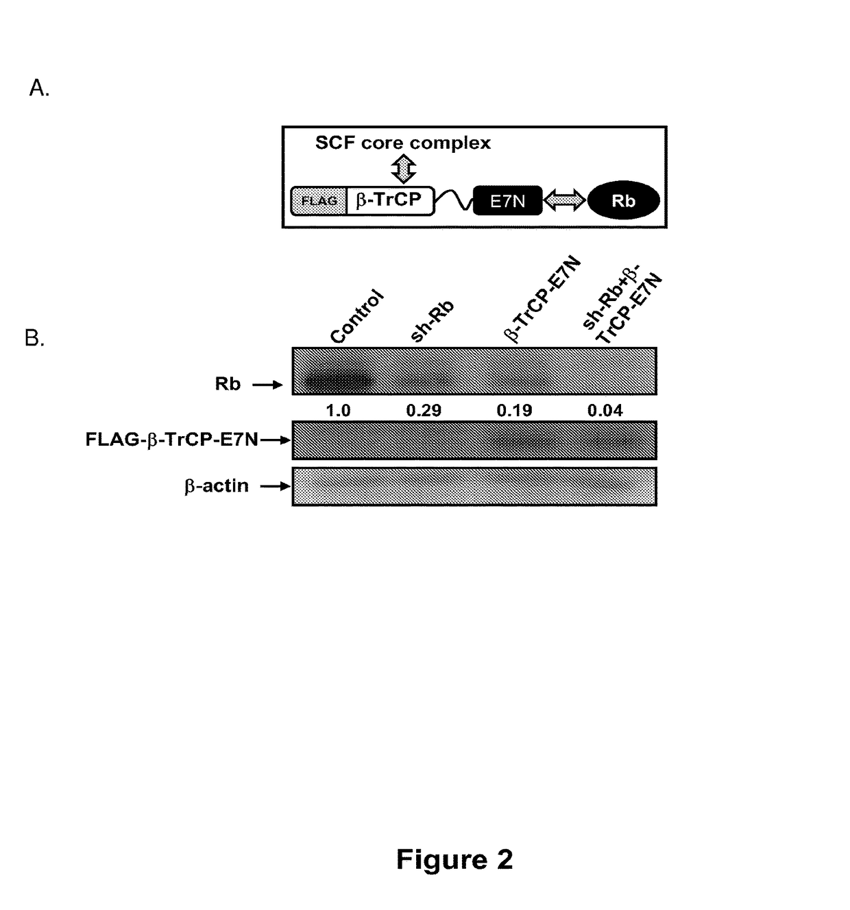 Methods for reducing protein levels in a cell
