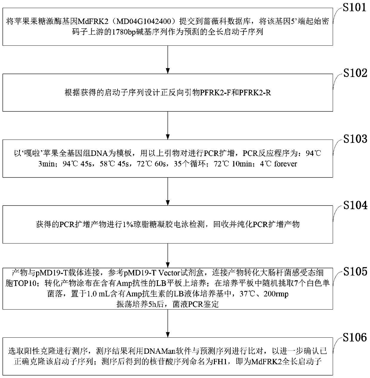Promoter sequence of fructokinase gene in apple, and deletion mutants and application of