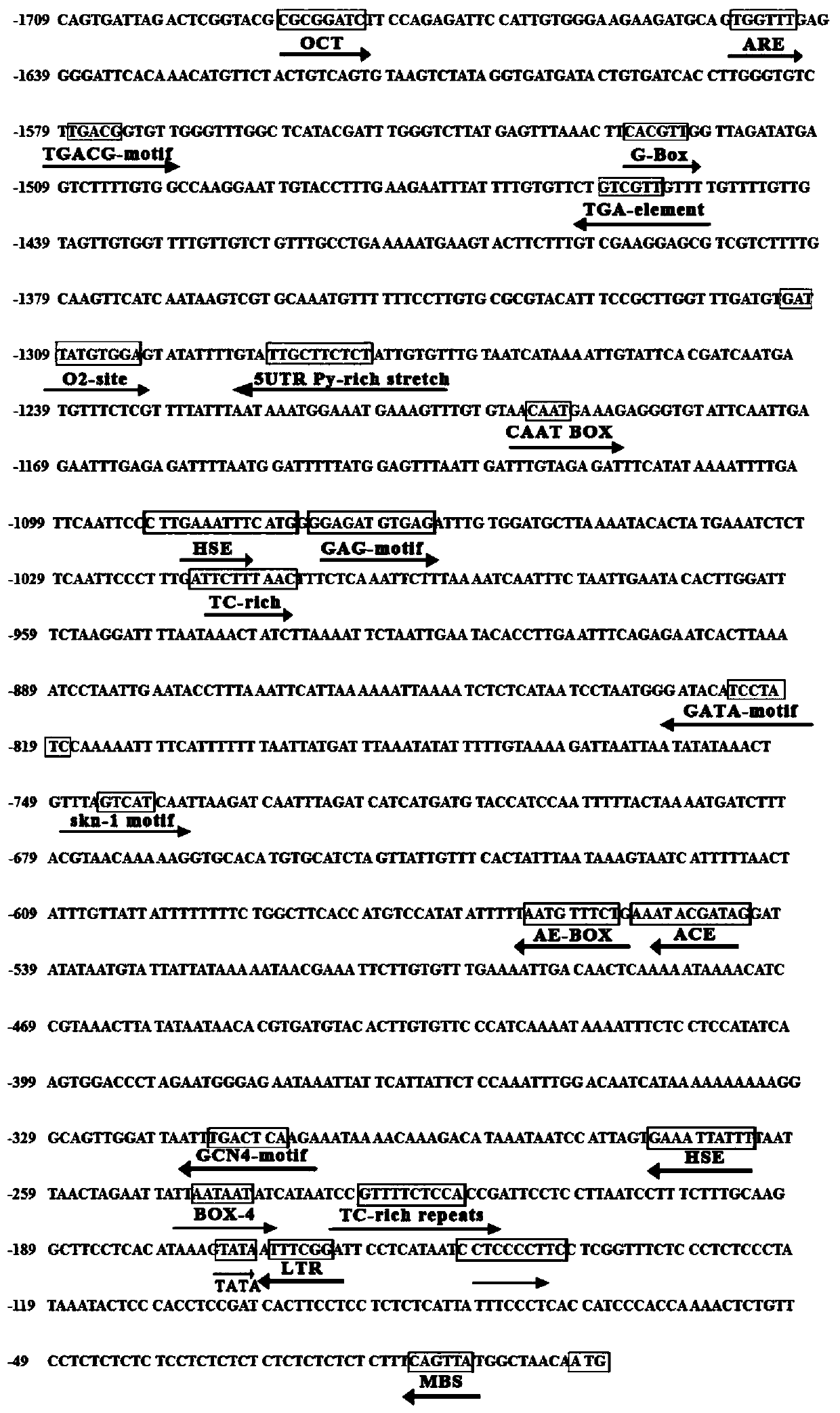Promoter sequence of fructokinase gene in apple, and deletion mutants and application of