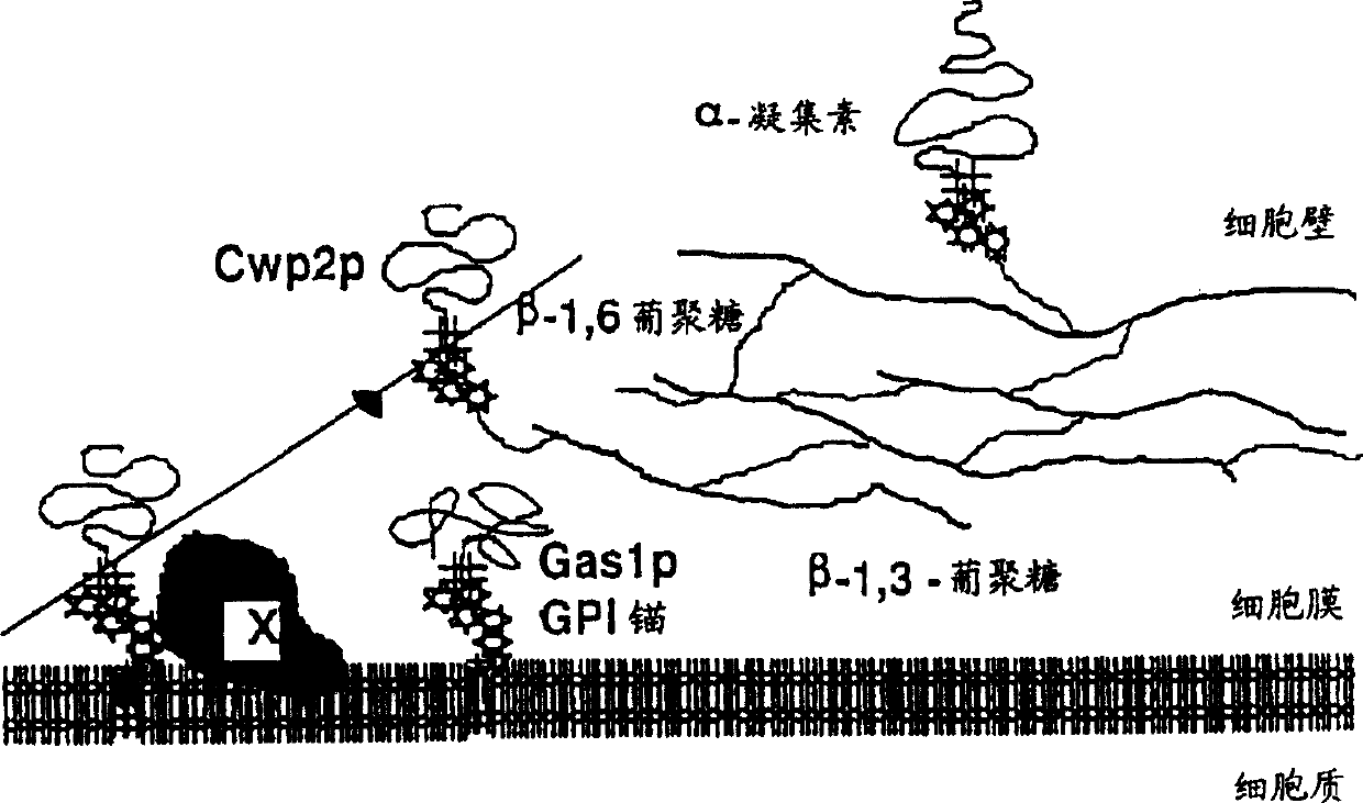 Fungal cell wall synthesis gene