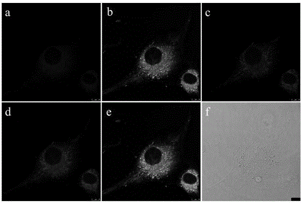 Mitochondria fluorescent probe with double fluorescence emission as well as preparation method and application thereof