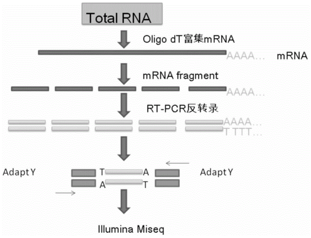 Molecular marker for hemorrhagic disease resistance trait of grass carp and application of molecular marker