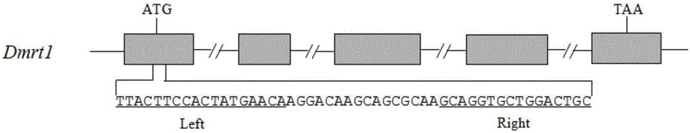 Monopterus albus gene editing method