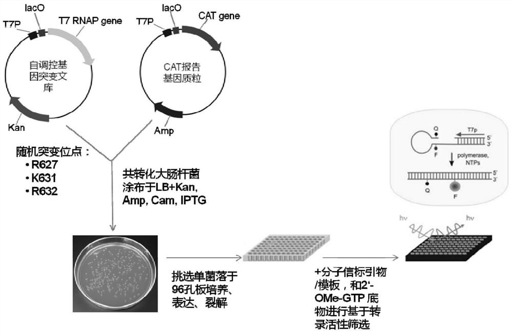 RNA polymerase mutants that can utilize chemically modified nucleotides