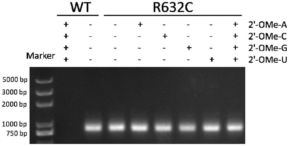 RNA polymerase mutants that can utilize chemically modified nucleotides