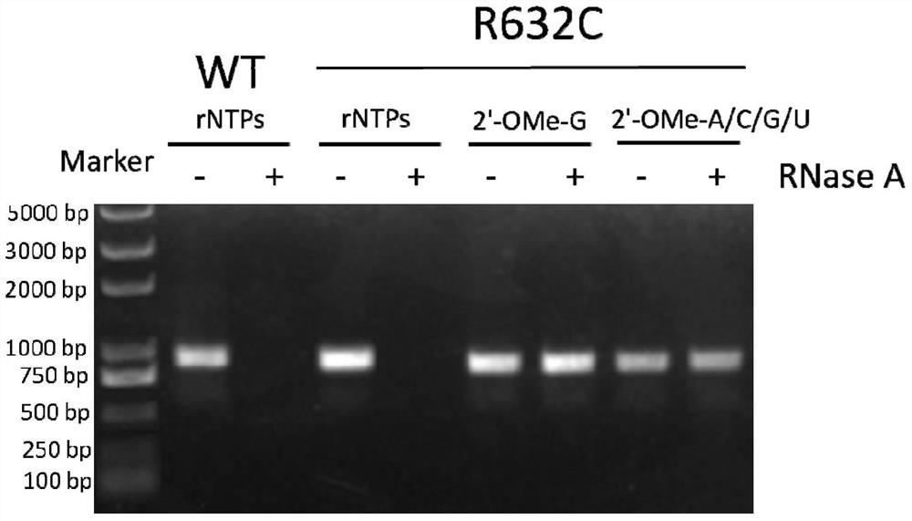 RNA polymerase mutants that can utilize chemically modified nucleotides