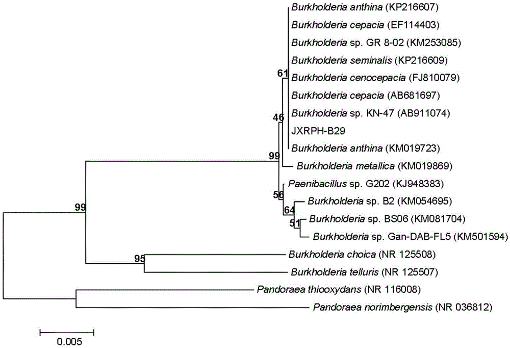 Application of sophora tonkinensis endophytic bacterium B29 in preventing and controlling panax notoginseng root rot