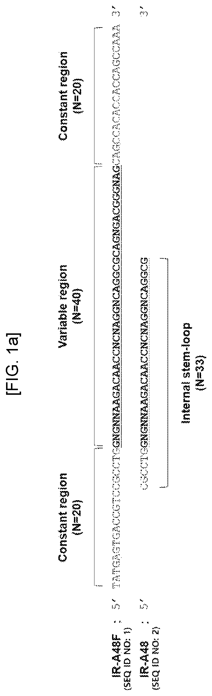 Aptamer against insulin receptor and pharmaceutical compostion containing the same