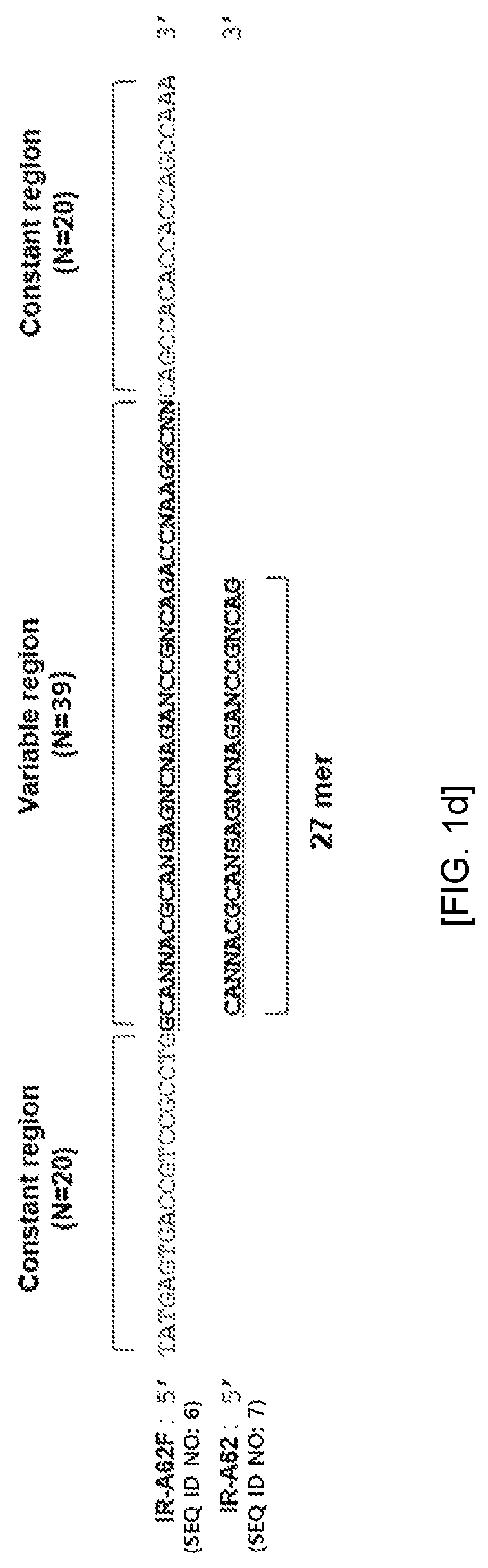 Aptamer against insulin receptor and pharmaceutical compostion containing the same
